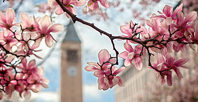 Clock Tower with cherry blossoms in foreground