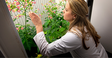 Graduate student working in a greenhouse